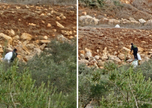 A settler stealing a sack of olives. Photo courtesy of the farmers