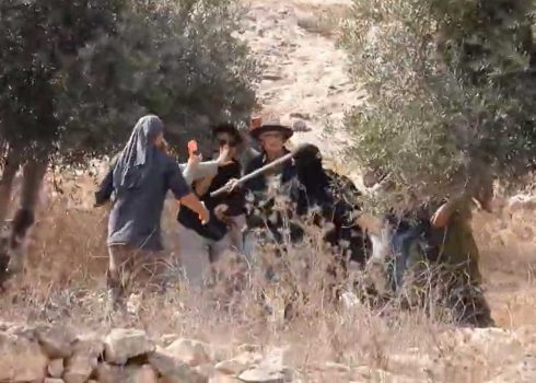 A settler attacking the activists and harvesters with a club. Photo courtesy of activists