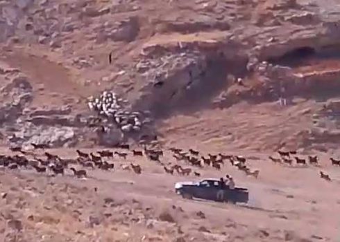 The settlers chasing a-Tarawah’s sheep in the black pickup truck. Still from video footage, courtesy of a-Tarawah