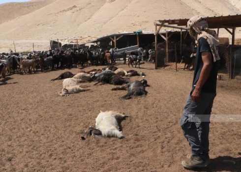 Goats poisoned by settlers in the community of Badu a-Mu’arrajat (Mleihat). Photo: ‘Aref Daraghmeh, B’Tselem