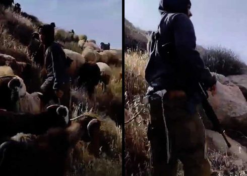 The armed settler with the sheep on a-Dababseh’s land. Still from video footage, courtesy of a-Dababseh