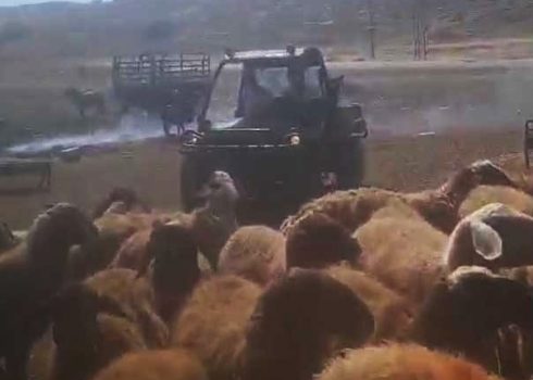 The settlers’ ATV driving close to the sheep. Photo courtesy of the shepherd