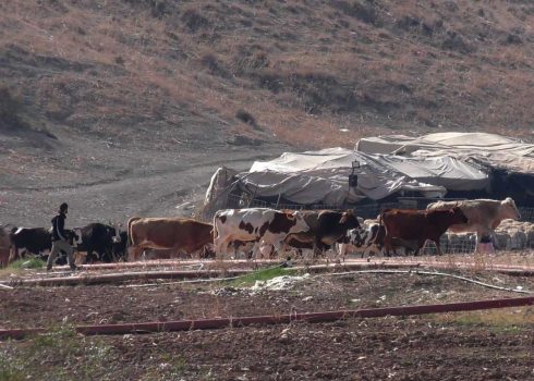 One of the settlers with the cattle inside the community. Photo courtesy of activists