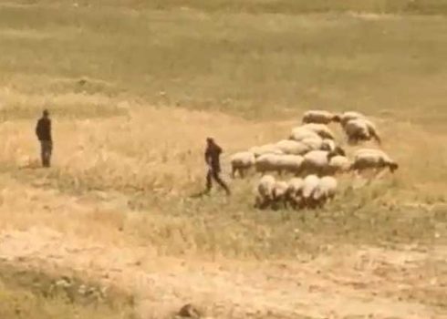 مستوطنون يرعون قطيعًا في حقل غير محصود تابعة للعائلة، بعد الحادث. صورة قدمتها العائلة مشكورة
