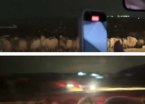 Footage of the livestock being stolen. Courtesy of activists
