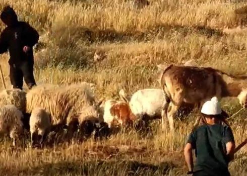 مستوطنون مع قطيع أغنام في أراضي العائلة. من توثيق فيديو قدمته العائلة مشكورة 