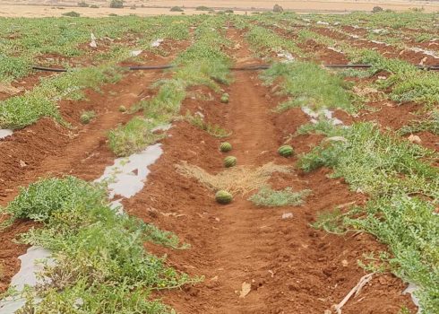 أضرار ألحقها المستوطنون بحقل البطيخ في سهل القاعون. تصوير: عارف دراغمة، بتسيلم، 27.4.25