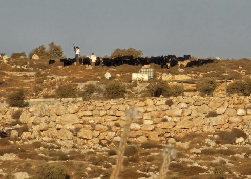 The armed settler and his friend with the flock near the playground. Photo courtesy of local residents
