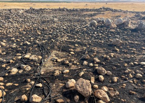 الحقل الذي أحرقه المستوطنون. تصوير: عارف دراغمة، بتسيلم