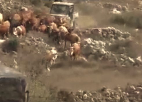 A settler on an ATV steering the cows toward the town’s homes. Still from video footage courtesy of local residents