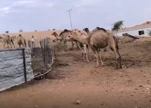 قطيع جِمال خاص بالمستوطنين في أرض التجمع. صورة قدمها السكان مشكورين, 13.12.25