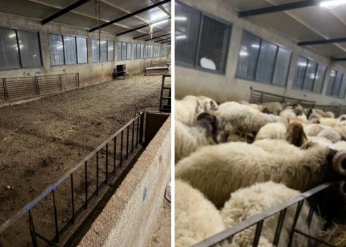 إحدى حظائر الأغنام قبل وبعد سرقة المستوطنين الأغنام منها. صورة قدّمها السكان مشكورين