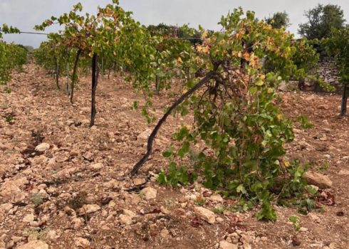 The grapevine trellis wires cut by the settlers. Photo courtesy of the witness