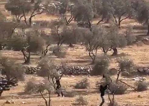 أحد المستوطنين يقوم بتكسير شجرة زيتون في كرم الزوجين. صورة قدمها الزوجان مشكورين
