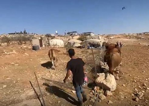 المستوطن مع الأبقار يقتحم باحة المنزل. صورة قدمها الشكان مشكورين