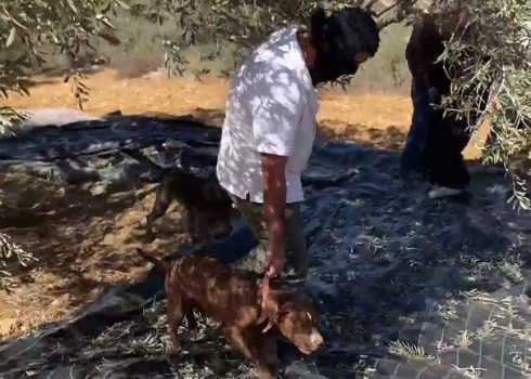 مستوطن يدوس، مع الكلاب، إحدى قطع مفارش الزيتون. صورة قدمها المزارعون مشكورين