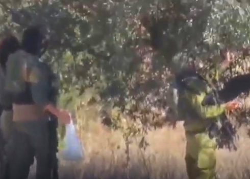 مستوطنون يقطفون ويسرقون الزيتون من أرض حسام عايدة في سنجل. من فيديو توثيقيّ قدمه الشاهد مشكورًا