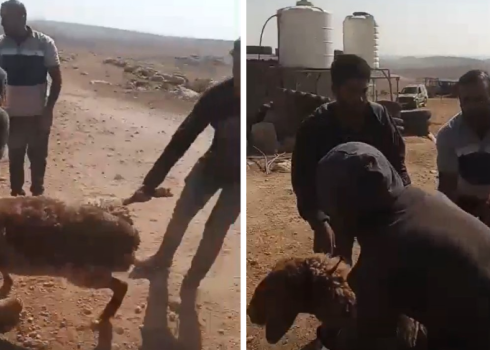 The settlers attempting to steal the sheep. Photo courtesy of the farmer