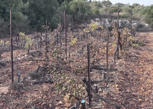 Damaged grapevines in the vineyard owned by the witness and his brothers. Photo courtesy of the family