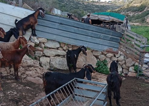 A settler inside a sheep pen in the community. Photo courtesy of the residents