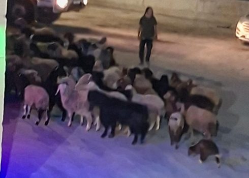 أحد المستوطنين يسوق قطيع الأغنام خارج مزرعة زهير شعر. صورة قدمها السكان مشكورين 