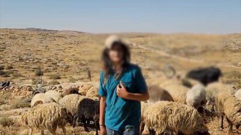 סוסיא, דרום הר חברון: מתנחלים קטינים רעו באדמות פרטיות והסבו נזקים לעצי זית 