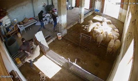 מתוך תיעוד הווידאו