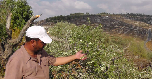  Juma'ah Abu Fahaida examines the damage to his olive trees. Photo: Iyad Hadad, B'Tselem.