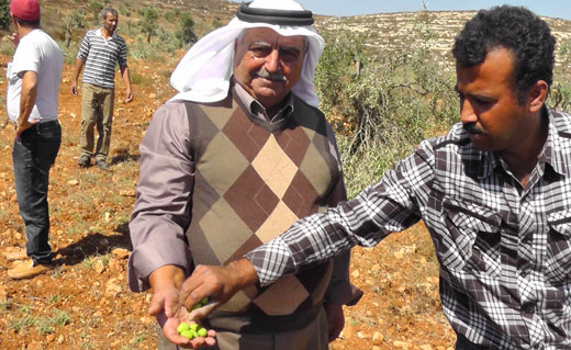 Ratib Na'asan, owner of one of the damaged olive groves in al-Mughayir, next to a settlement outpost. Photo: Iyad Hadad, B'Tselem.