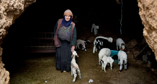 פאטמה אבו סבחה במערה המשמשת כדיר לצאן. צילום: אורן זיו, 30.1.13, Activestills.org