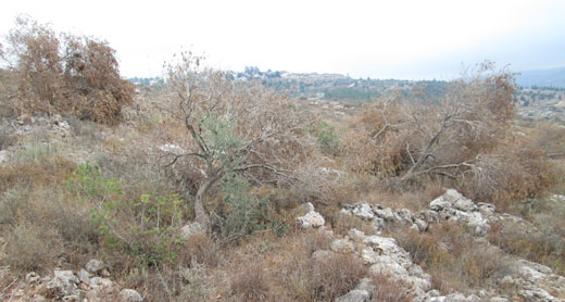 A vandalized Olive grove on 'Awarta's lands. Photo taken during the tour arranged by the DCO. The settlement of Itamar can be seen in the Background.