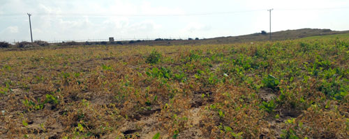 Israel sprays Gazan farmland close to border fence, destroying crops and causing heavy losses Israel sprays Gazan farmland close to border fence, destroying crops and causing heavy losses