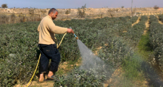 עומר אבו זאהר שוטף את שדה הפול שלו לאחר הריסוס. צילום: מוחמד סעיד, בצלם, 23.1.17