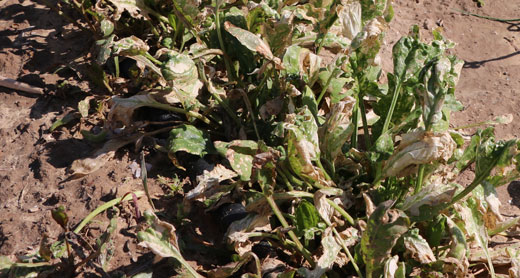 צמחי תרד שנהרסו בשדה של סאלח א-נג'אר בח'אן יונס. צילום: ח'אלד אל-עזאייזה, בצלם, 4.2.17