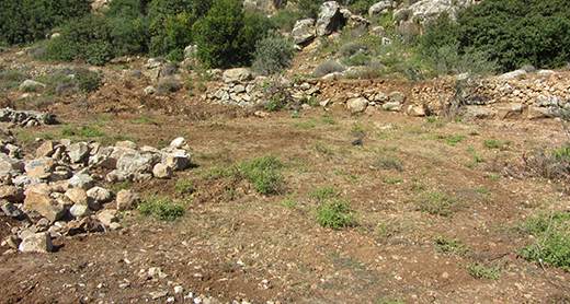 One of the plots where the olive trees were uprooted. Photo by Abdulkarim Sadi, B’Tselem, 3 April 2017