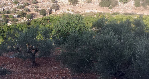 اشجار زيتون في وادي قانا. صور: إياد منصور