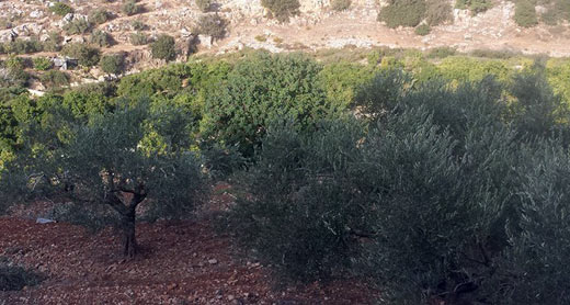 Olive grove, Wadi Qana. Photo: Iyad Mansur Olive grove, Wadi Qana. Photo: Iyad Mansur